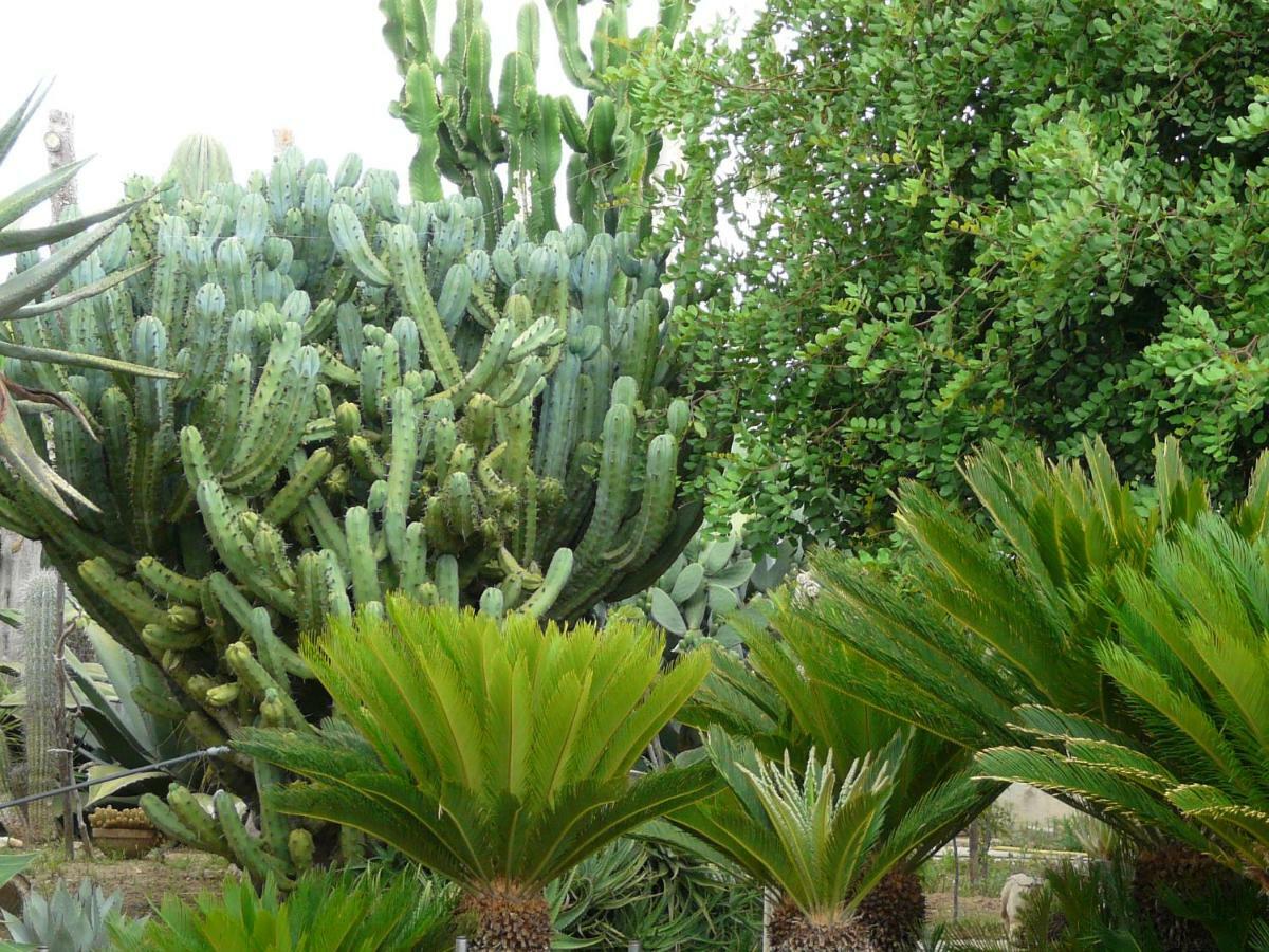 Villa Yucca Avola Extérieur photo